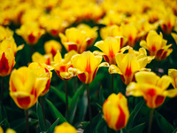 Весенние тюльпаны