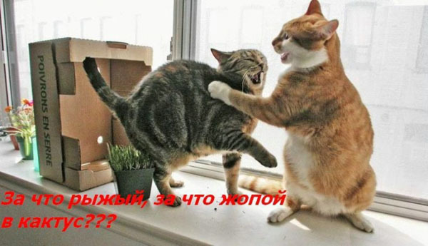 ТОП лучших котоматриц