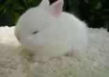 Смешной спящий кролик видео!!!!