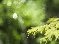 Зеленая листва