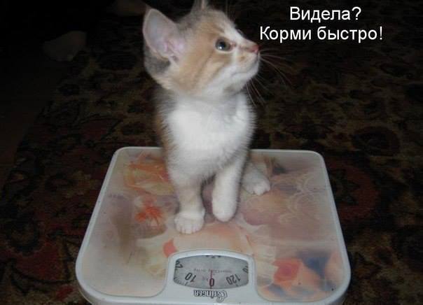 ТОП лучших котоматриц