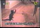 кошаки