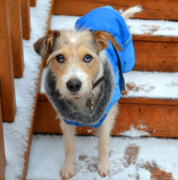 Модные собачки