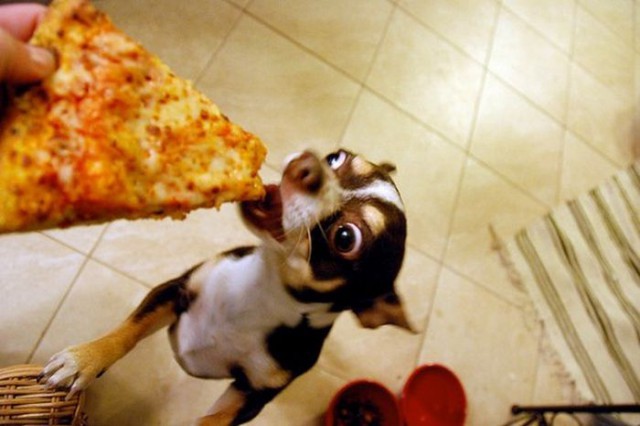 Собачки и пицца