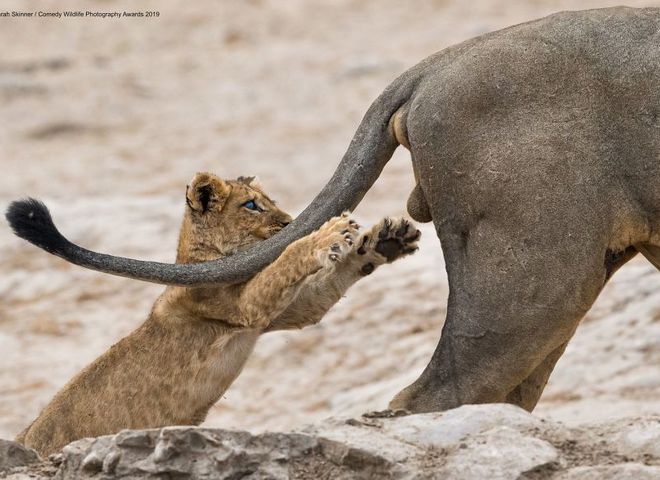 Comedy Wildlife Photography Awards