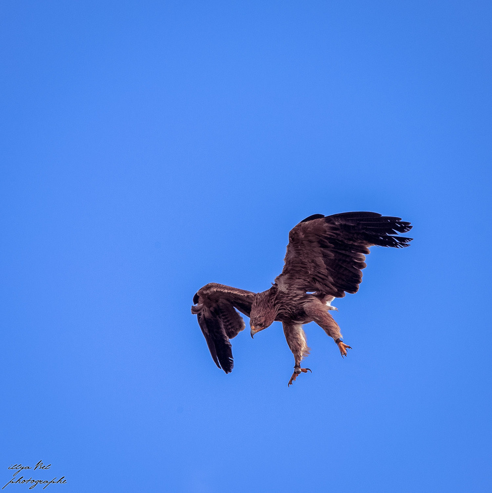 Бал птиц Фантомов (Le Bal des Oiseaux Fantômes)