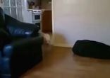 Нарезка собачьих смешнот)