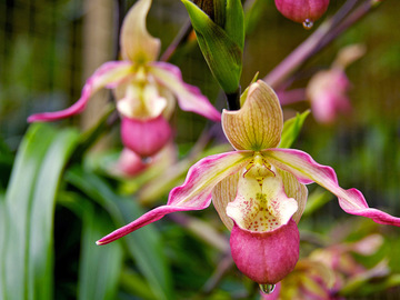 Як розмножити орхідеї в домашніх умовах
