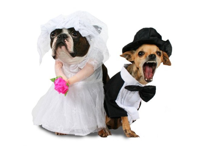собачья свадьба