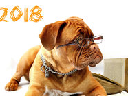 С Новым годом собаки 2018