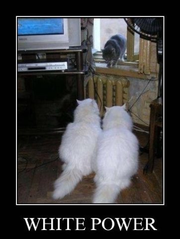 Демотиваторы про котов