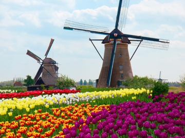 Тюльпани в Нідерландах