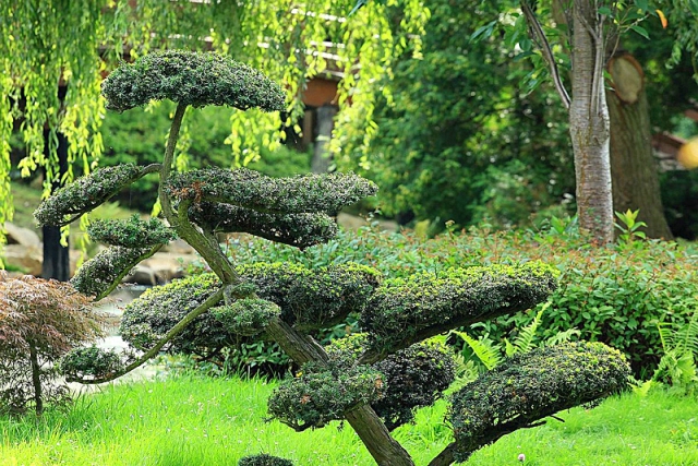 Японский сад в Вроцлаве
