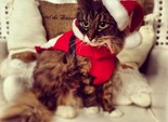 праздничные коты праздничные коты