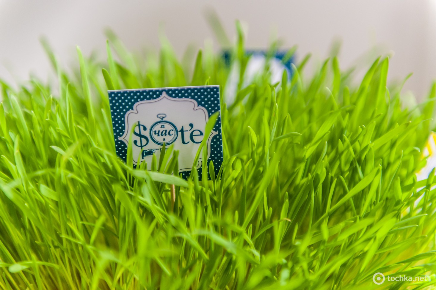 Счастье - новий ресторан Січкар