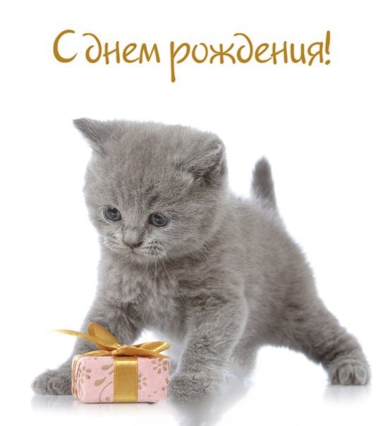Открытки с кошками и котятами Открытки с кошками и котятами