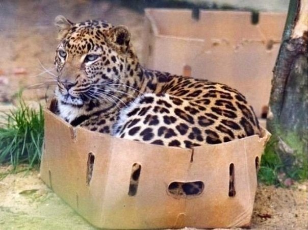 Все котики без ума от коробок
