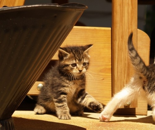 Кофки-Шабаки&Ко