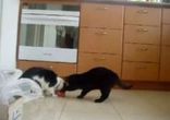 Прикольные коты)))
