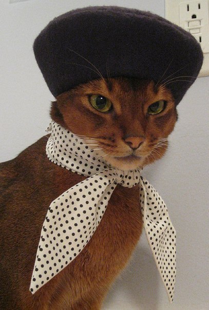 Самый модный котяра