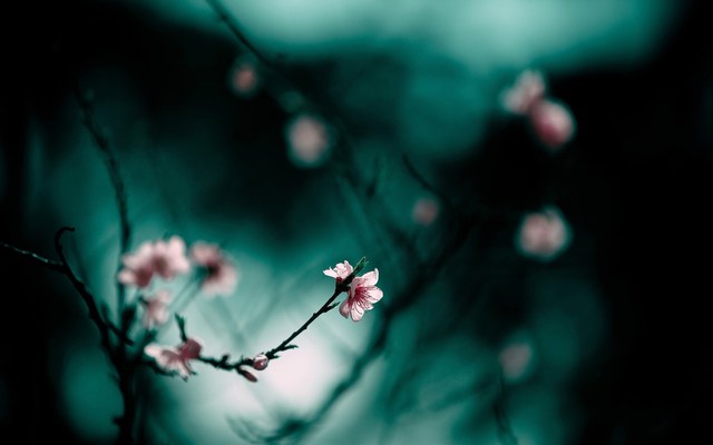 Цветущие ветки