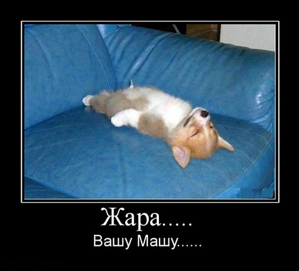 ТОП лучших демотиваторов про лето и жару