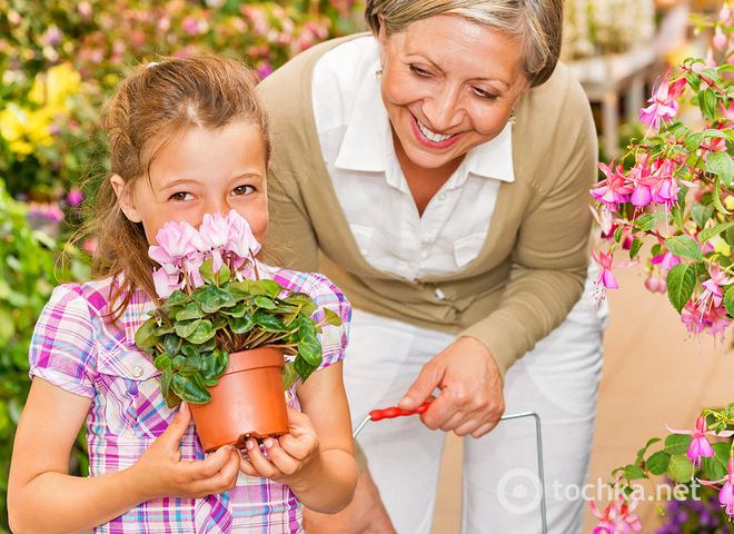 Как ухаживать за цикламеном правильно?