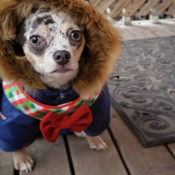 Модные собачки