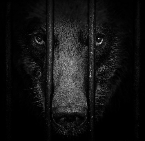 Животные модели