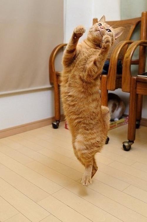 Пушистики танцуют балет