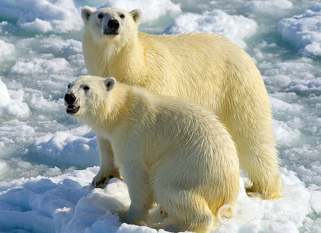 білі ведмеді у Норвегії