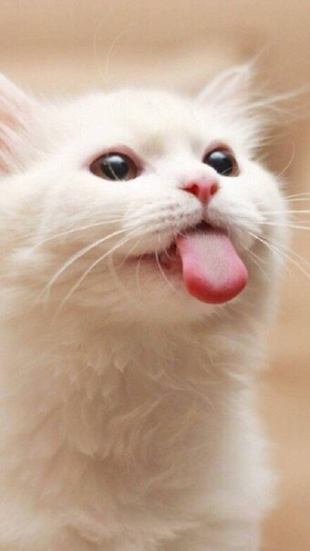 Покажи всем проблемам язык