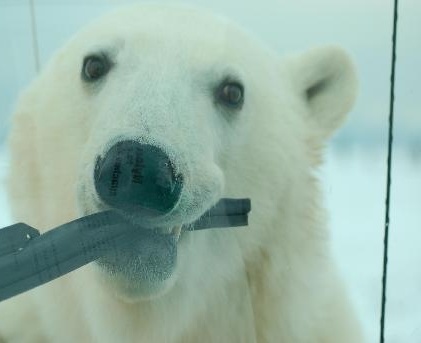 Зверье мое!