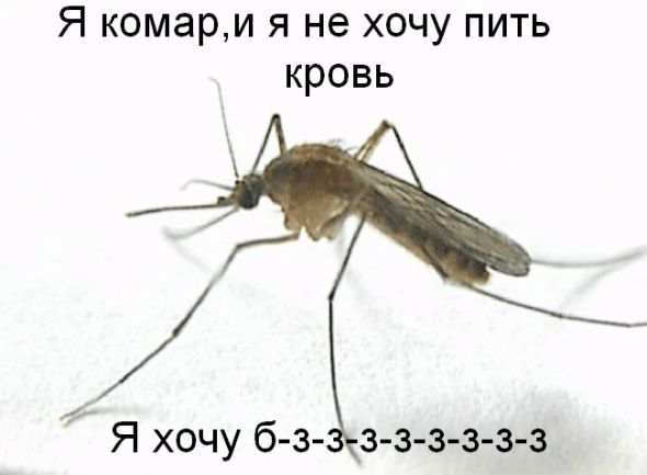 Прикол про комара