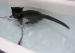 Необычное пристрастие кота