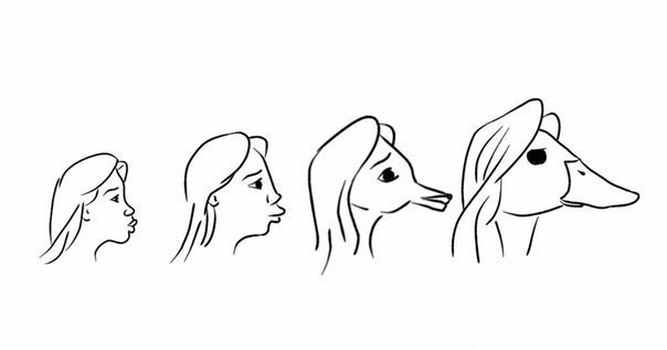 Эволюция утиных губ