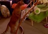 Кот укладывает малыша