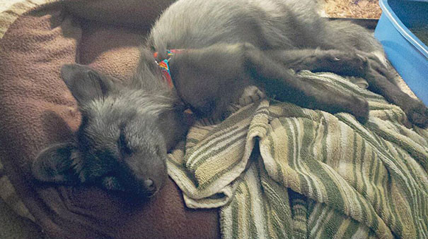 Необычные домашние питомцы