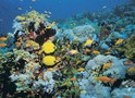 У Чорному морі ростуть рифи (відео)