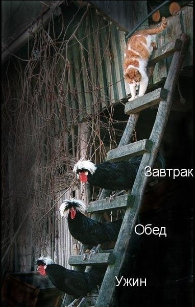 Прикольные картинки с котоматрицами