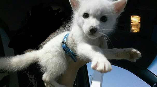 Необычные домашние питомцы