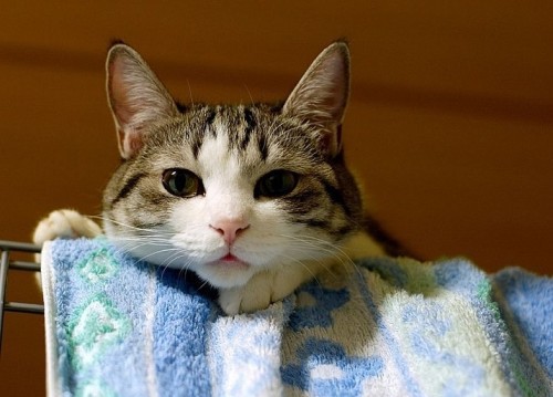 Пойми меняу