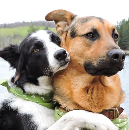 Лотти и Гризли - собаки обнимаки