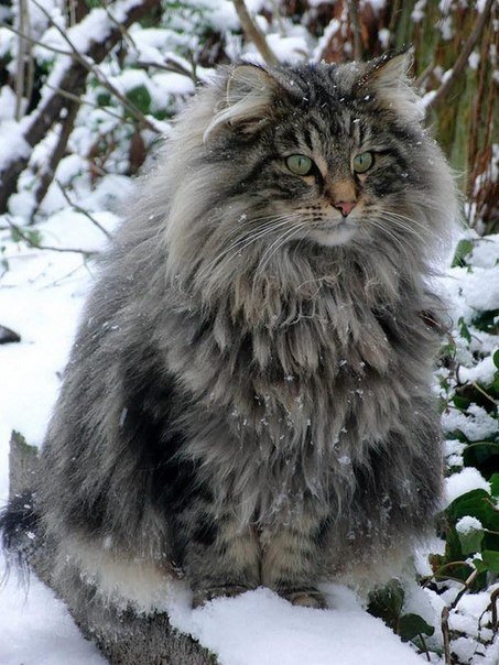 Самые "миниатюрные" котики