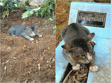 Скорботна по господарці кішка вже рік живе на її могилі