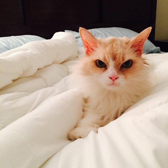 Злюка Перл новая звезда Интернет