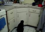 Кухня дом кота