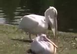 Пеликан съел голубя