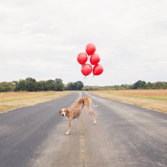 Невероятные приключения собаки-путешественницы Мэдди по Америке