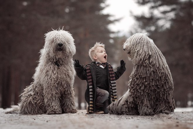 Комондор - "летающие швабры"